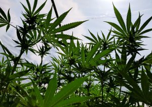 Apollo Grown Oregon Cannabis Farm