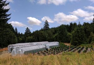 Apollo Grown Oregon Cannabis Farm