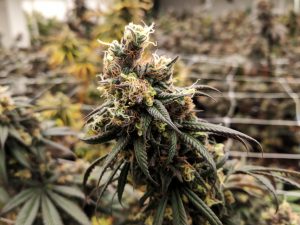 Apollo Grown Oregon Cannabis Farm