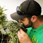 Apollo Grown Cannabis Farm