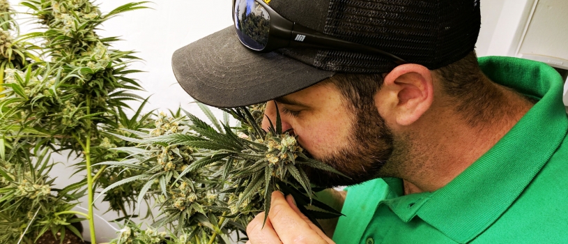 Cannabis Farm Life with Apollo Grown